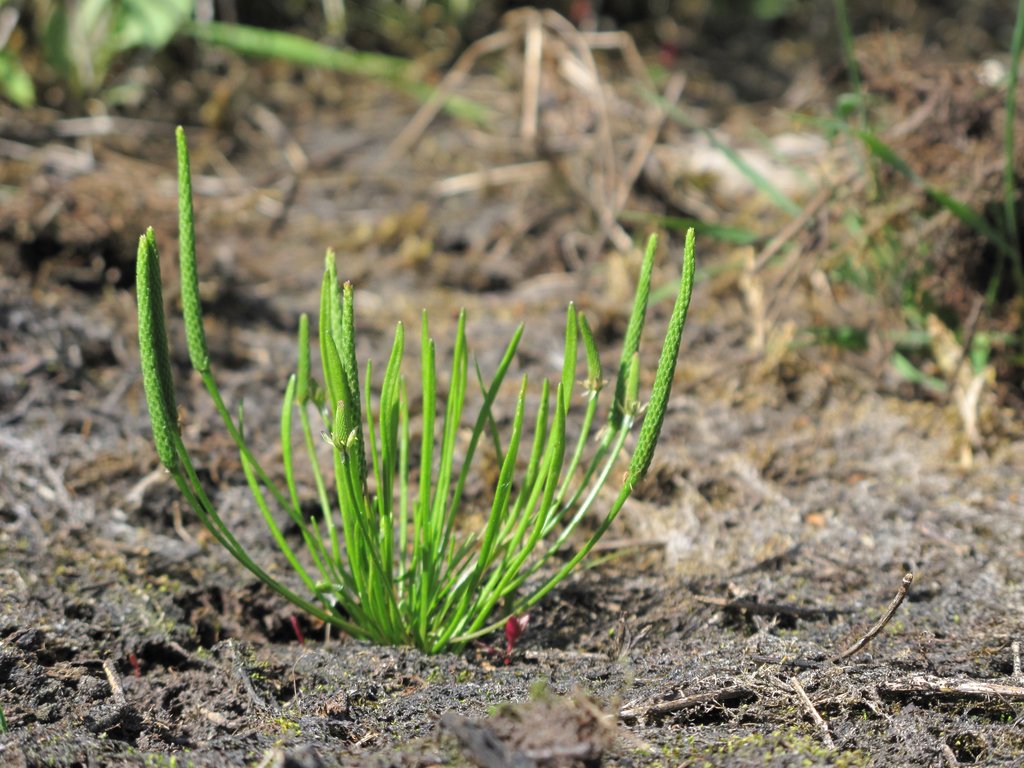 Myosurus minimus